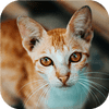 Katzen-tastische Puzzle-Herausforderung